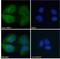 Retinol Binding Protein 1 antibody, LS-B3600, Lifespan Biosciences, Immunofluorescence image 