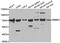 RB Binding Protein 5, Histone Lysine Methyltransferase Complex Subunit antibody, PA5-77082, Invitrogen Antibodies, Western Blot image 