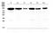 OSF-2 antibody, A01378, Boster Biological Technology, Western Blot image 