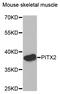 Paired Like Homeodomain 2 antibody, abx006702, Abbexa, Western Blot image 