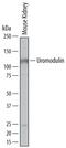 Tamm-Horsfall urinary glycoprotein antibody, MA5-24374, Invitrogen Antibodies, Western Blot image 