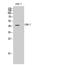 C-C Motif Chemokine Receptor 7 antibody, STJ92303, St John