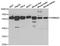 Regulator Of Microtubule Dynamics 3 antibody, TA332937, Origene, Western Blot image 
