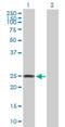 ATP Synthase C Subunit Lysine N-Methyltransferase antibody, H00134145-B01P, Novus Biologicals, Western Blot image 