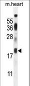 Iron-Sulfur Cluster Assembly 2 antibody, LS-C165299, Lifespan Biosciences, Western Blot image 