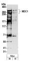 Mediator Of DNA Damage Checkpoint 1 antibody, A300-051A, Bethyl Labs, Western Blot image 