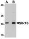 Sirtuin 6 antibody, A00611, Boster Biological Technology, Western Blot image 