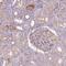 Apolipoprotein C4 antibody, NBP2-46869, Novus Biologicals, Immunohistochemistry frozen image 