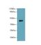 Ring Finger Protein 128 antibody, A66550-100, Epigentek, Western Blot image 