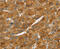 TNF Superfamily Member 15 antibody, MBS2526601, MyBioSource, Immunohistochemistry frozen image 