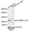 Heat Shock Protein Family B (Small) Member 1 antibody, AP0040, ABclonal Technology, Western Blot image 