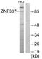 Zinc Finger Protein 337 antibody, PA5-38835, Invitrogen Antibodies, Western Blot image 