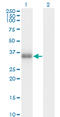 Proopiomelanocortin antibody, LS-C197950, Lifespan Biosciences, Western Blot image 