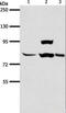 ArfGAP With GTPase Domain, Ankyrin Repeat And PH Domain 1 antibody, LS-C402604, Lifespan Biosciences, Western Blot image 