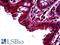 TGF-Beta Activated Kinase 1 (MAP3K7) Binding Protein 2 antibody, LS-B5140, Lifespan Biosciences, Immunohistochemistry paraffin image 