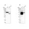 BAI1 Associated Protein 2 Like 1 antibody, PA5-54906, Invitrogen Antibodies, Western Blot image 