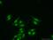 Zinc Finger Protein 101 antibody, 25599-1-AP, Proteintech Group, Immunofluorescence image 
