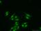 Zinc Finger Protein 101 antibody, 25599-1-AP, Proteintech Group, Immunofluorescence image 