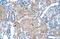LP antibody, PA5-41953, Invitrogen Antibodies, Immunohistochemistry frozen image 