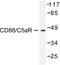 Complement C5a Receptor 1 antibody, LS-C176398, Lifespan Biosciences, Western Blot image 