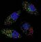 Microtubule Associated Protein 1 Light Chain 3 Beta antibody, MBS9205943, MyBioSource, Immunofluorescence image 