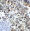 Lymphocyte Activating 3 antibody, RF16086, ProSci, Immunohistochemistry paraffin image 