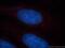 Collectrin, Amino Acid Transport Regulator antibody, 19207-1-AP, Proteintech Group, Immunofluorescence image 