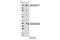 Ring Finger Protein 40 antibody, 3167S, Cell Signaling Technology, Western Blot image 