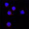 Galectin 9 antibody, AF2045, R&D Systems, Immunofluorescence image 