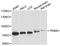 Tripartite Motif Containing 41 antibody, STJ26386, St John