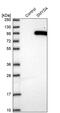 SET And MYND Domain Containing 4 antibody, PA5-56327, Invitrogen Antibodies, Western Blot image 