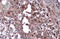 Toll Like Receptor 9 antibody, GTX111547, GeneTex, Immunohistochemistry paraffin image 