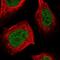 RNA Binding Motif Protein 6 antibody, PA5-55295, Invitrogen Antibodies, Immunofluorescence image 