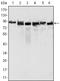 MutL Homolog 1 antibody, STJ98245, St John