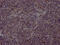 Enhancer Of Zeste 2 Polycomb Repressive Complex 2 Subunit antibody, CSB-RA942183A0HU, Cusabio, Immunohistochemistry frozen image 