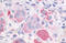 Parathyroid Hormone 1 Receptor antibody, MBS243300, MyBioSource, Immunohistochemistry frozen image 