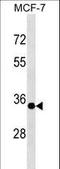 Epithelial Stromal Interaction 1 antibody, LS-C159542, Lifespan Biosciences, Western Blot image 