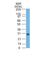 BCL2 Like 1 antibody, NBP2-44413, Novus Biologicals, Western Blot image 