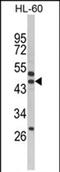 SERPINB7 antibody, PA5-72538, Invitrogen Antibodies, Western Blot image 