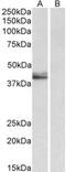 Leukocyte elastase inhibitor antibody, MBS423319, MyBioSource, Western Blot image 