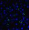 Lymphocyte Activating 3 antibody, SD8843, ProSci, Immunofluorescence image 