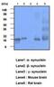 Synuclein Alpha antibody, NBP1-22957, Novus Biologicals, Western Blot image 