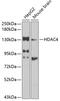 Histone Deacetylase 4 antibody, 13-068, ProSci, Western Blot image 