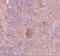 Solute Carrier Family 37 Member 2 antibody, GTX85198, GeneTex, Immunohistochemistry paraffin image 