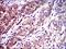 Neurofilament Light antibody, MA5-17135, Invitrogen Antibodies, Immunohistochemistry paraffin image 