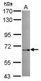 Sorting Nexin 18 antibody, PA5-31460, Invitrogen Antibodies, Western Blot image 
