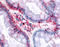 Bestrophin-4 antibody, TA316566, Origene, Immunohistochemistry paraffin image 