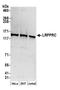 Leucine Rich Pentatricopeptide Repeat Containing antibody, A304-731A, Bethyl Labs, Western Blot image 
