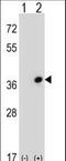 CDC42 Effector Protein 3 antibody, LS-C168593, Lifespan Biosciences, Western Blot image 