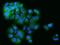 Nucleotide Binding Protein Like antibody, 205161-T02, Sino Biological, Immunohistochemistry frozen image 